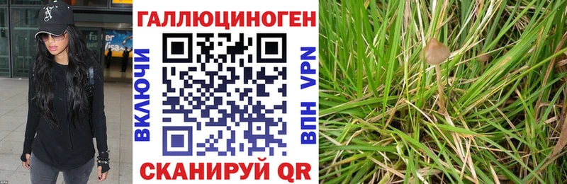 где купить   Черняховск  Псилоцибиновые грибы Psilocybe 